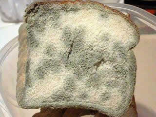 Moldy bread Moldy bread